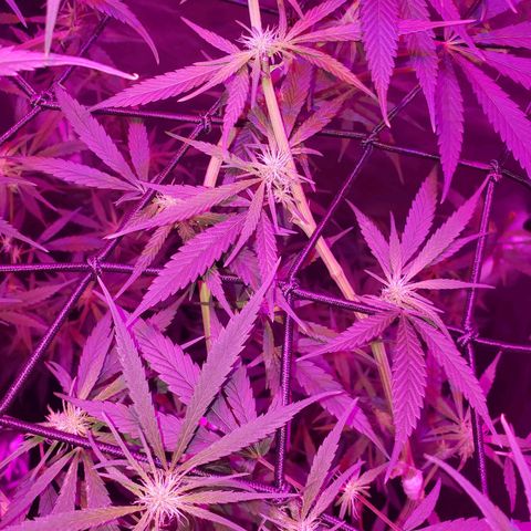 Mega Bloom Haze growlog timeline photo