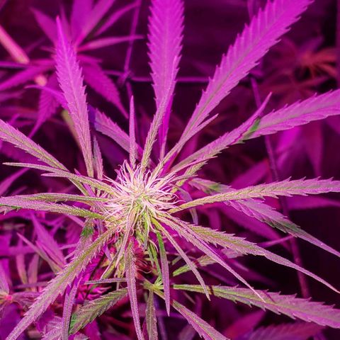 Mega Bloom Haze growlog timeline photo