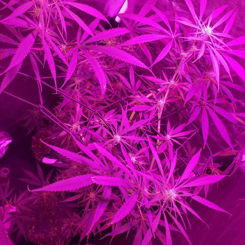Mega Bloom Haze growlog timeline photo