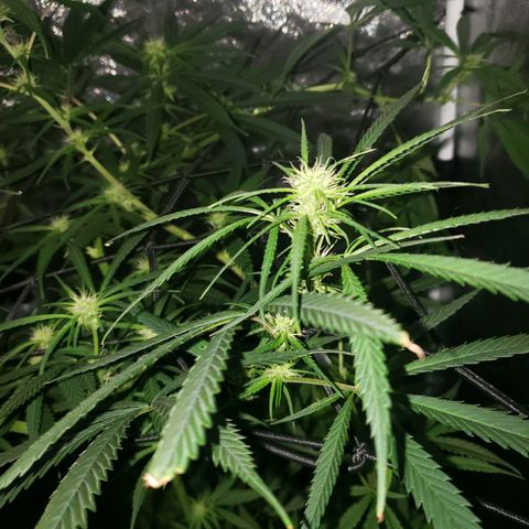 Mega Bloom Haze growlog timeline photo