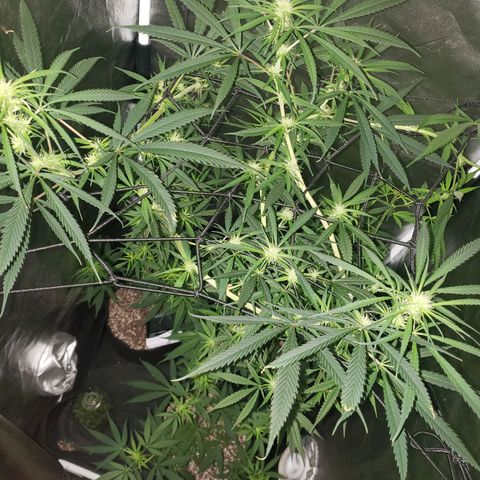 Mega Bloom Haze growlog timeline photo