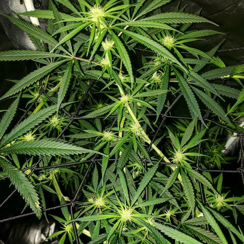 Mega Bloom Haze growlog timeline photo