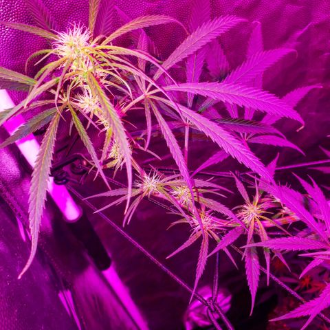 Mega Bloom Haze growlog timeline photo