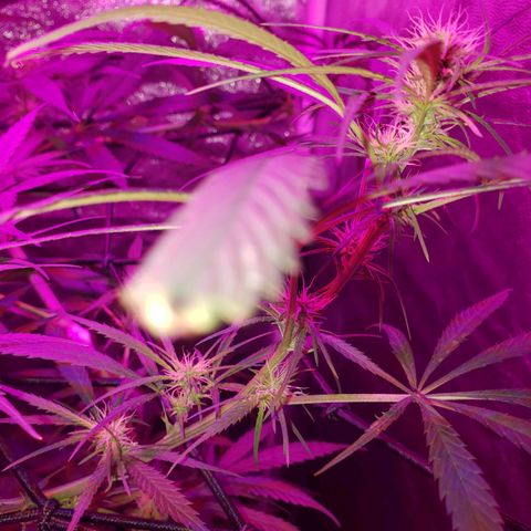 Mega Bloom Haze growlog timeline photo