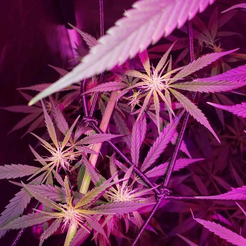 Mega Bloom Haze growlog timeline photo