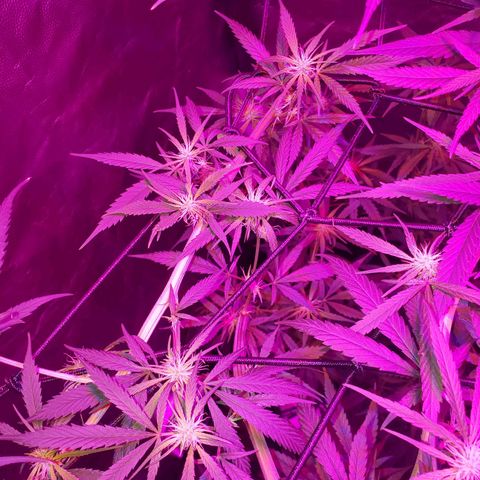 Mega Bloom Haze growlog timeline photo