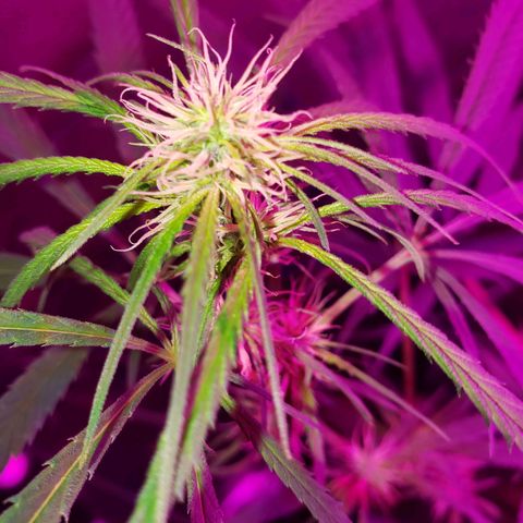 Mega Bloom Haze growlog timeline photo