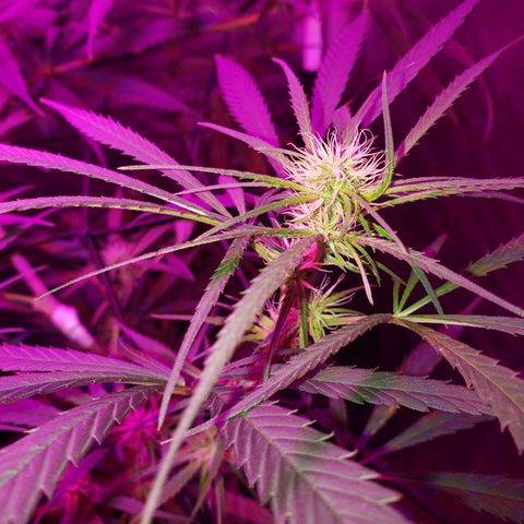 Mega Bloom Haze growlog timeline photo