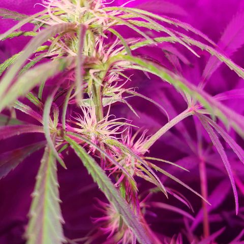 Mega Bloom Haze growlog timeline photo