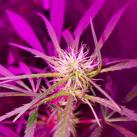 Mega Bloom Haze growlog timeline photo