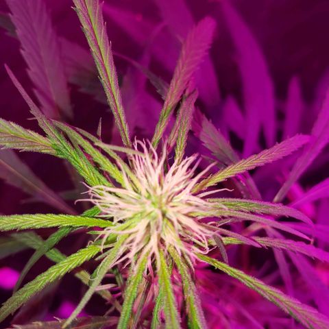 Mega Bloom Haze growlog photo: Linda demais 