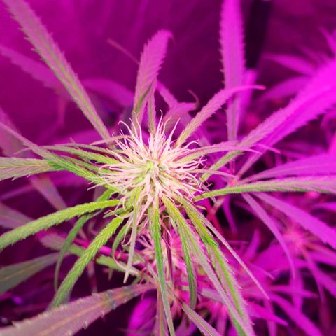 Mega Bloom Haze growlog timeline photo