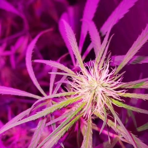 Mega Bloom Haze growlog timeline photo