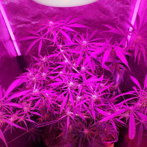 Mega Bloom Haze growlog timeline photo