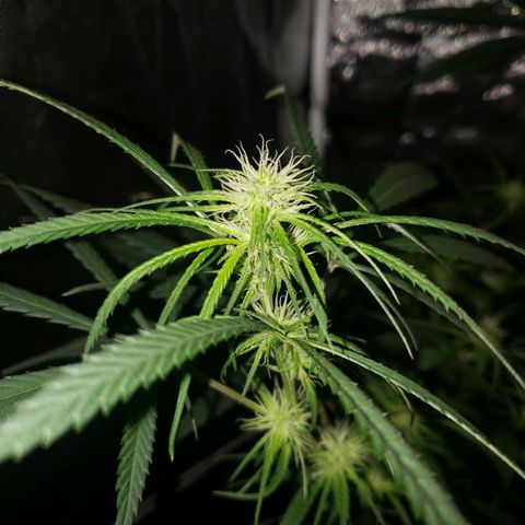 Mega Bloom Haze growlog timeline photo