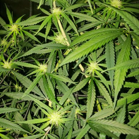 Mega Bloom Haze growlog timeline photo