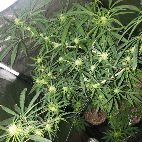 Mega Bloom Haze growlog timeline photo