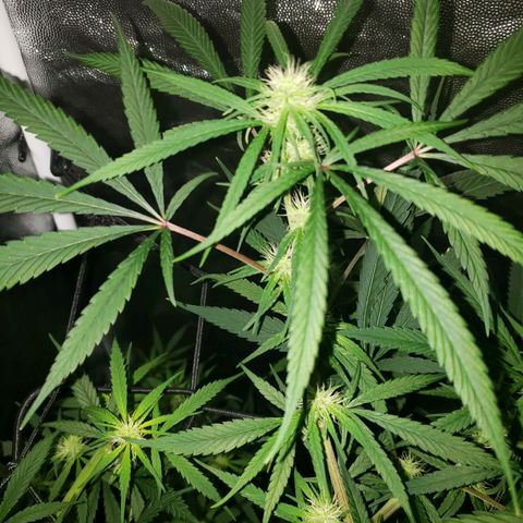 Mega Bloom Haze growlog timeline photo