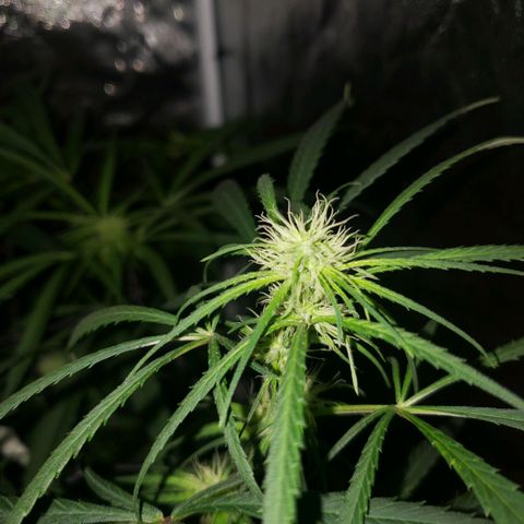 Mega Bloom Haze growlog timeline photo