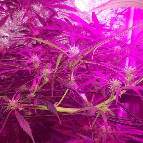 Mega Bloom Haze growlog timeline photo