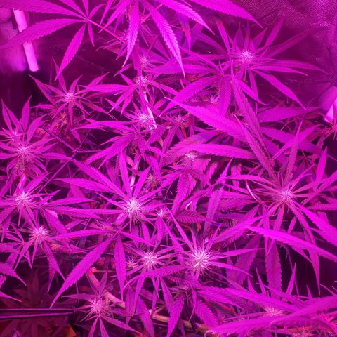 Mega Bloom Haze growlog timeline photo