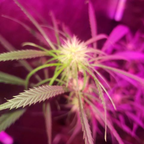 Mega Bloom Haze growlog timeline photo