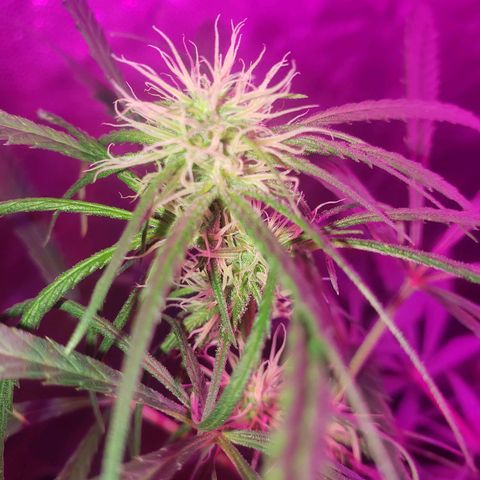 Mega Bloom Haze growlog timeline photo