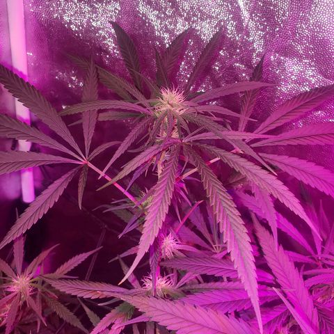 Mega Bloom Haze growlog timeline photo