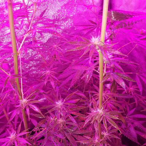 Mega Bloom Haze growlog timeline photo