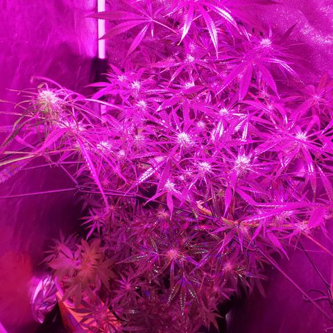 Mega Bloom Haze growlog timeline photo