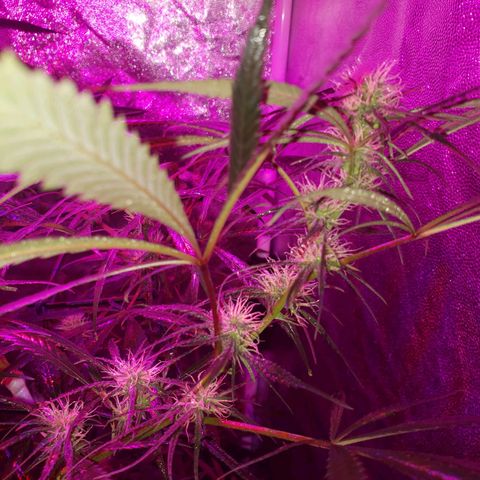 Mega Bloom Haze growlog timeline photo
