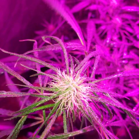 Mega Bloom Haze growlog timeline photo