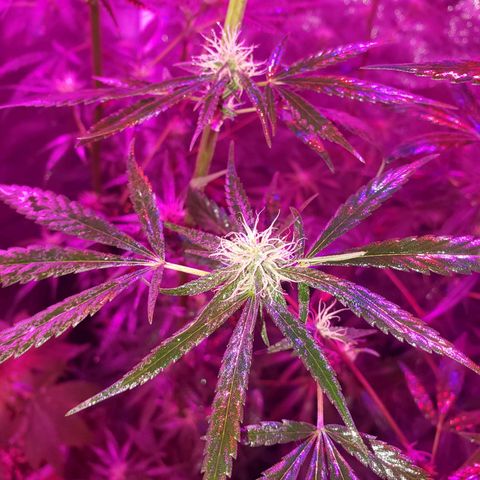 Mega Bloom Haze growlog timeline photo