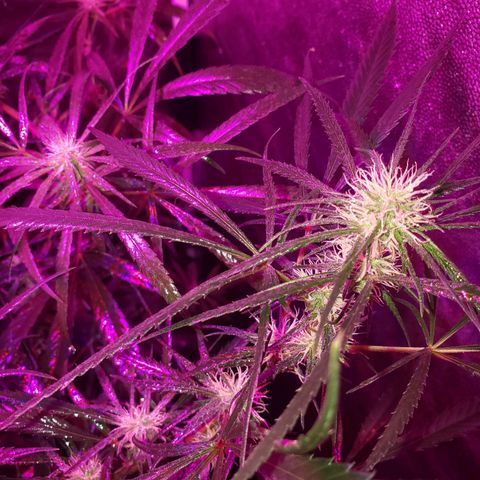 Mega Bloom Haze growlog timeline photo