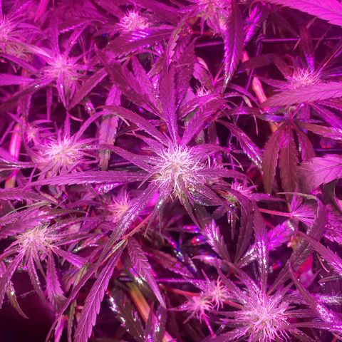 Mega Bloom Haze growlog timeline photo