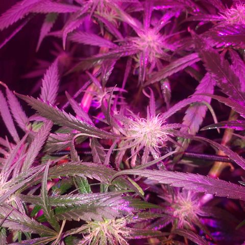 Mega Bloom Haze growlog timeline photo