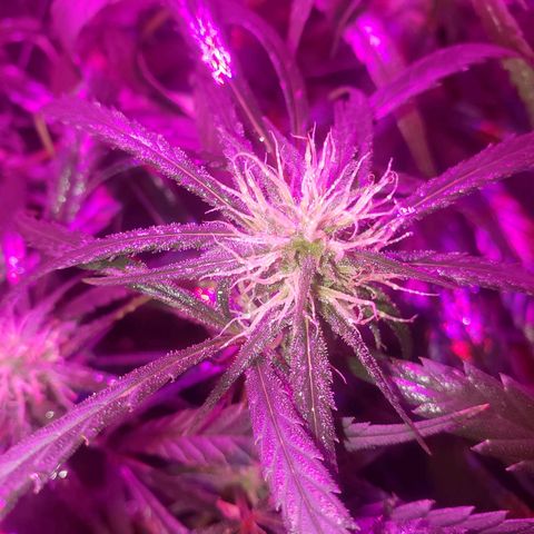 Mega Bloom Haze growlog timeline photo