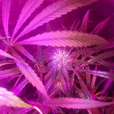 Mega Bloom Haze growlog timeline photo