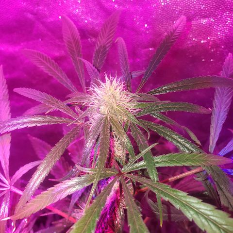 Mega Bloom Haze growlog timeline photo