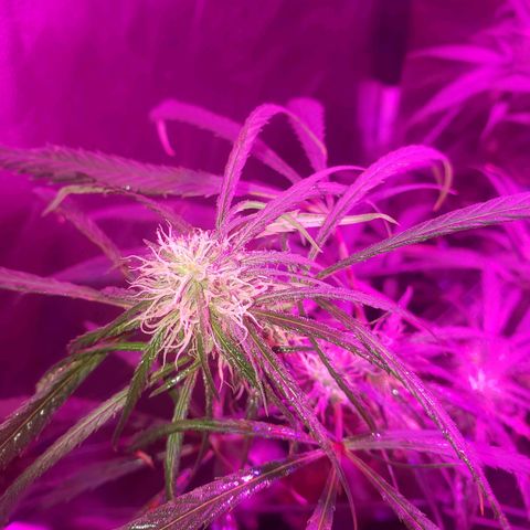 Mega Bloom Haze growlog timeline photo