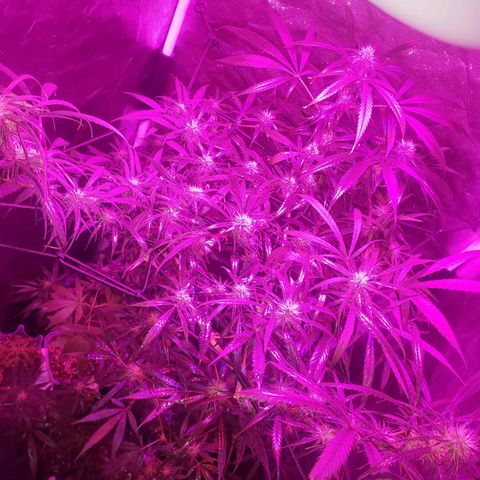 Mega Bloom Haze growlog timeline photo