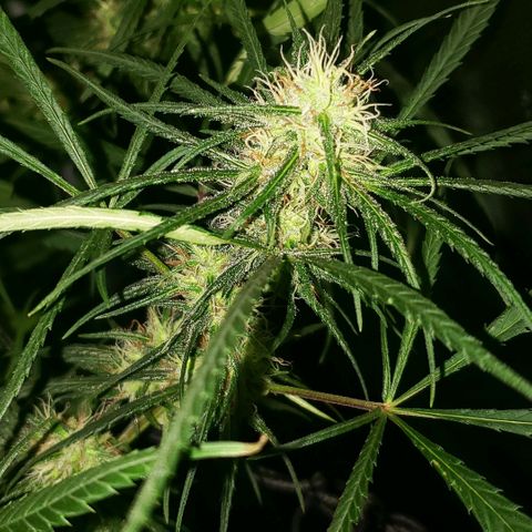 Mega Bloom Haze growlog timeline photo