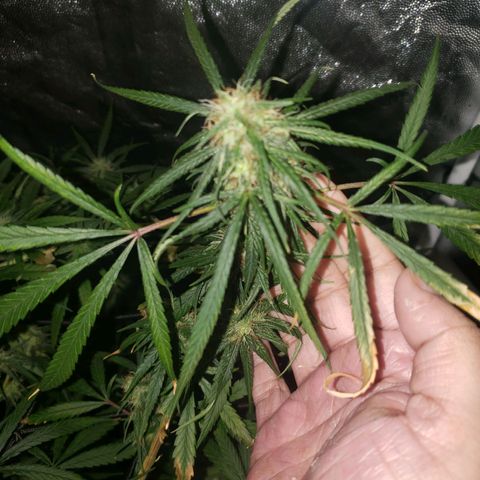 Mega Bloom Haze growlog timeline photo
