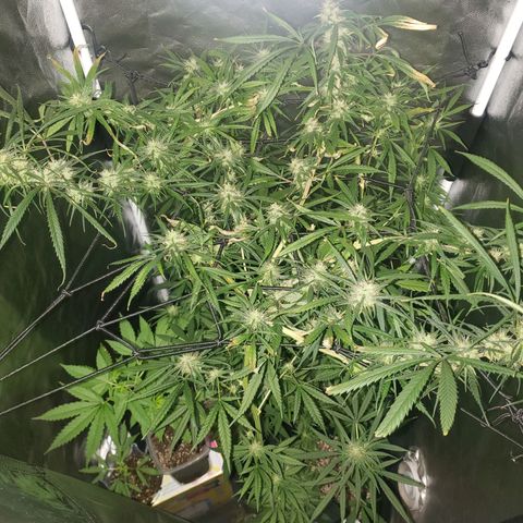 Mega Bloom Haze growlog timeline photo