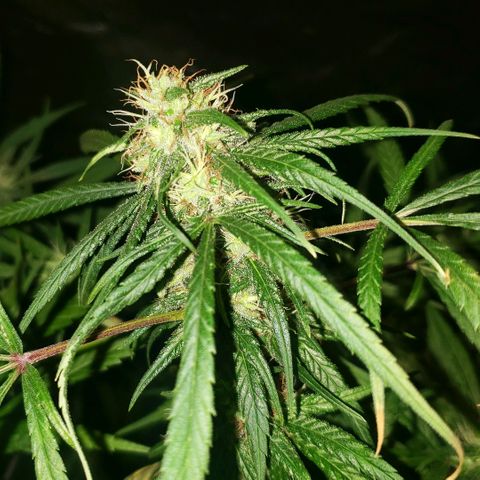Mega Bloom Haze growlog timeline photo