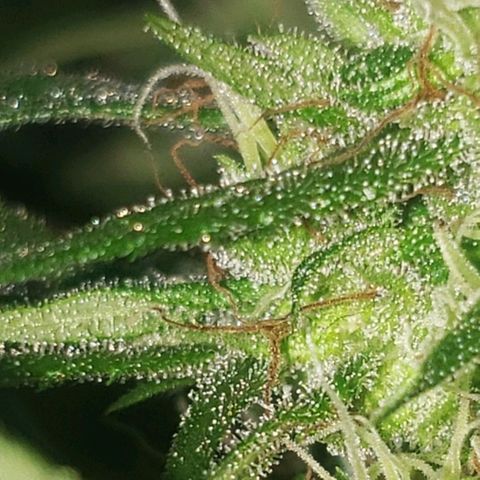 Mega Bloom Haze growlog timeline photo