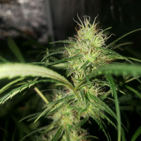 Mega Bloom Haze growlog timeline photo