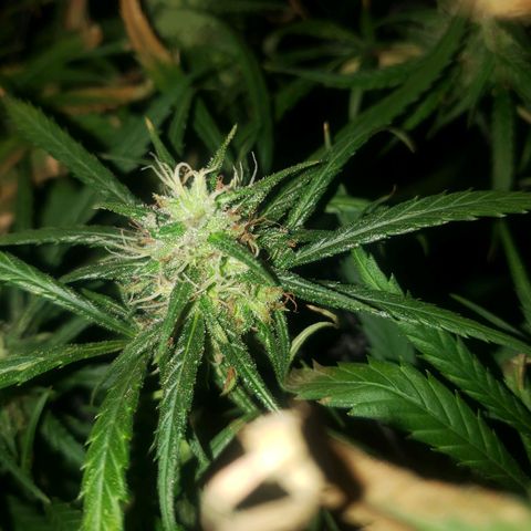 Mega Bloom Haze growlog timeline photo