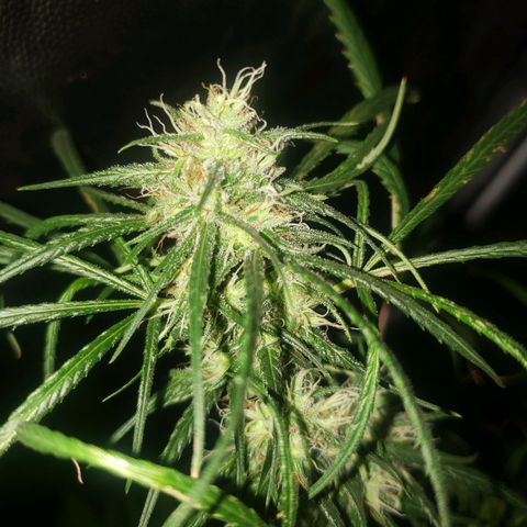 Mega Bloom Haze growlog timeline photo