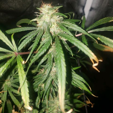 Mega Bloom Haze growlog timeline photo